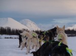 Husky-Schlittenfahren bei Tromso